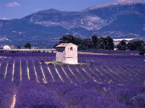 From the Fields of Provence to Your Home: 4 Amazing Skin Benefits of ...