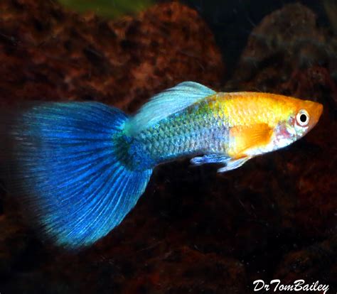 Premium MALE New Hawaiian Sunset Fancy Guppy, Size: 1" to 1.5"