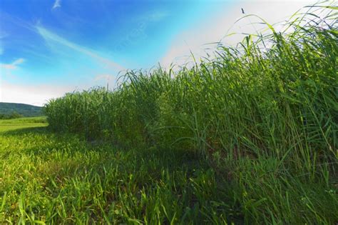 Grassy Landscape Grass Meadow Field Photo Background And Picture For ...