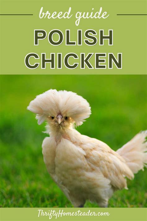 Polish Chicken: Care Tips, Egg Laying, Color (& More!)