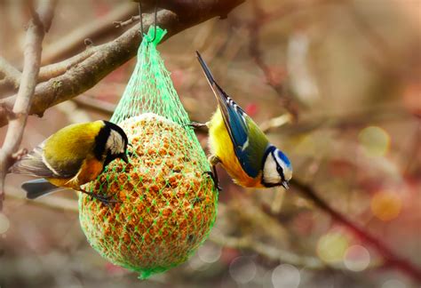 How to Make a DIY Suet Bird Feeder to Help Hungry Birds in Wintertime - Garden and Happy