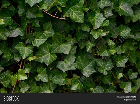 Wall Common Ivy. Image & Photo (Free Trial) | Bigstock