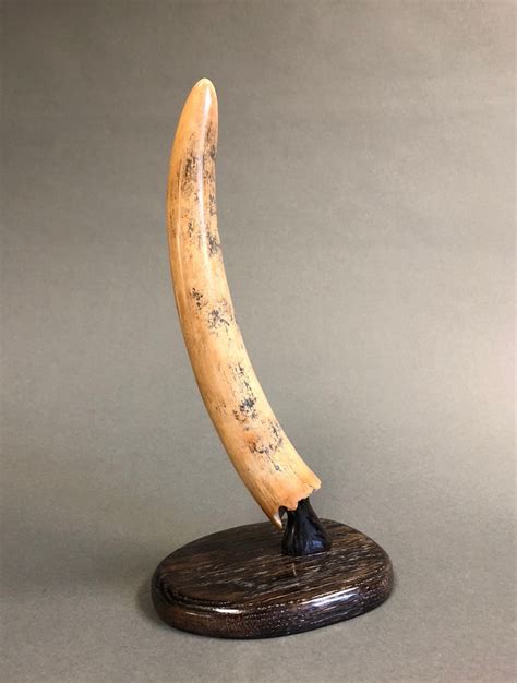 Baby Mammoth Tusk from Siberia - 11.5 inches – Fossil Realm