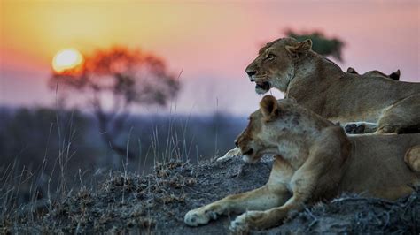 Africa's Photographer of the Year - Wildlife & Travel