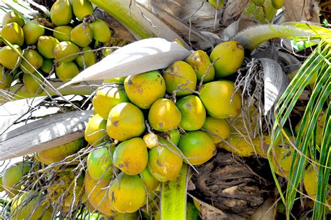 Coconuts Coconut Tree Belize - Free photo on Pixabay - Pixabay