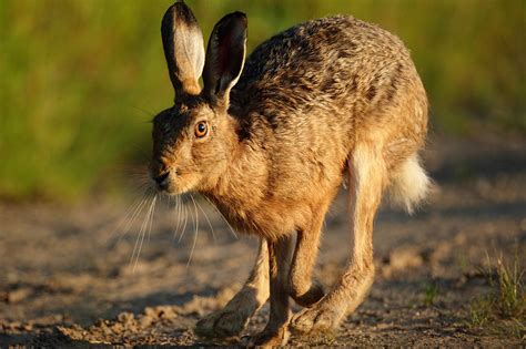 Brown Hare close up running evening light Lepus europaeus | Mike Rae