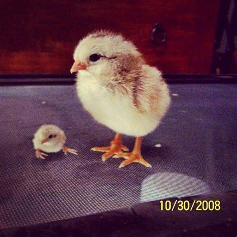 Button Quail Babies Are The Tiniest, Cutest Birds Ever | Button quail, Pet birds, Cute baby animals