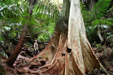 amazing tree thai | Amazing, Thailand, Tree