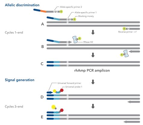 SNP Assays | IDT