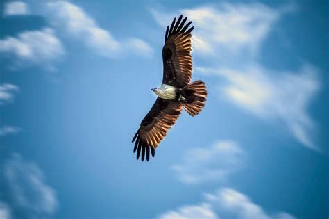 Sfondi : animali, natura, cielo, blu, volante, uccello rapace, aquila ...