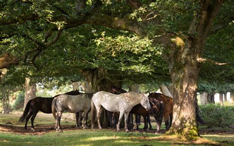 Are the New Forest Ponies overgrazing? No – they’re at risk of dying out