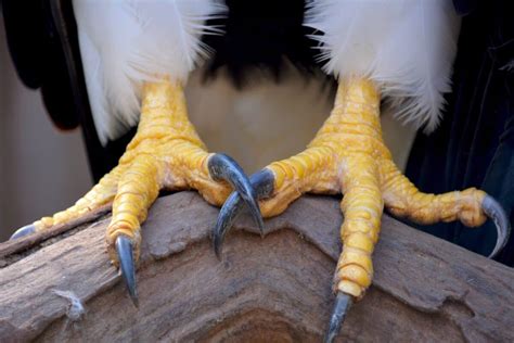 Bald Eagle Talons: Everything You Need to Know