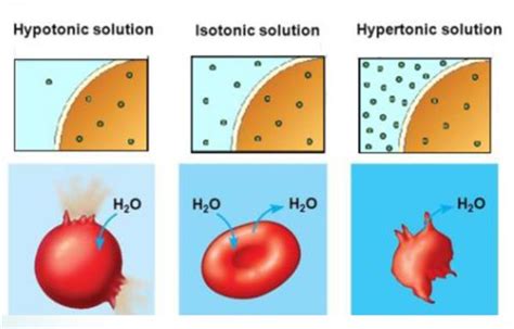 Hypotonic Solution Diagram