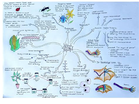 SB4 Natural Selection & Evolution Revision Mindmap Edexcel | Teaching ...