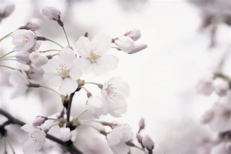 cherry-blossom-closeup | TEST1 - Angela B. Pan Photography