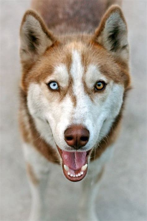 Heterochromia | Siberian husky, Red husky, Cute animals