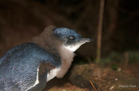 "Cute Baby Fairy Penguin" by Patrick Reid | Redbubble