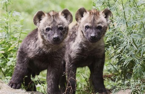 Double The Fun - Hyena Cubs! : r/hyenas