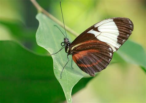 How butterflies get their wing colors - Earth.com