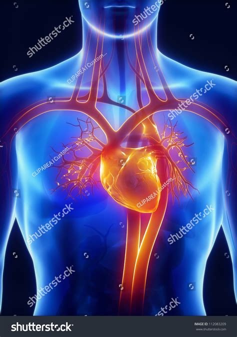 Anatomy Of Circulatory System Stock Photo 112083209 : Shutterstock