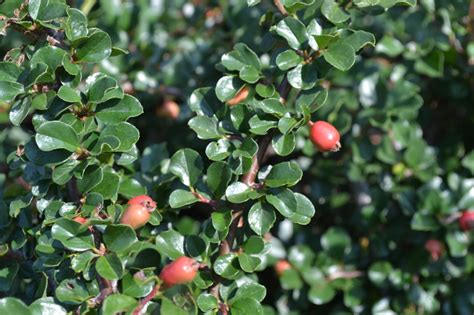 Cranberry Cotoneaster is a deciduous shrub with bright red berries.