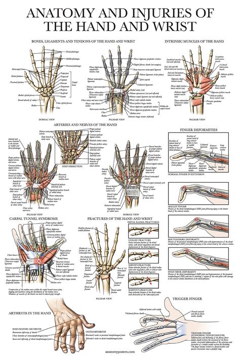 Muscles Of The Hand Laminated Anatomy Chart | lupon.gov.ph