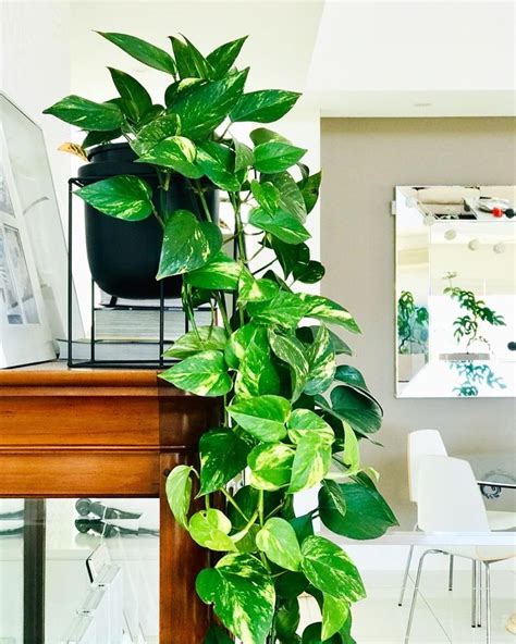 How to Care for (and Propagate) Your Pothos Plant | Ivy plant indoor, Hanging plants, Plant ...