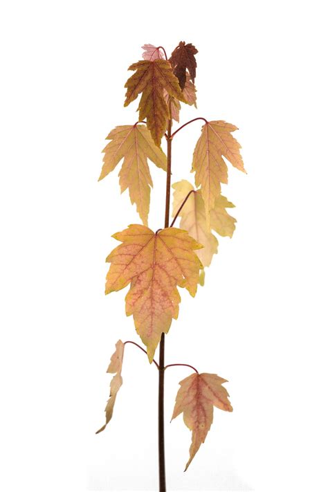 Silver Maple | Small Tree Seedling – The Jonsteen Company