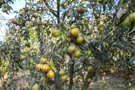 Flowering Pear Tree » Top Tips & Facts