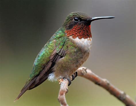 Hummingbird: Key Facts — Forest Wildlife