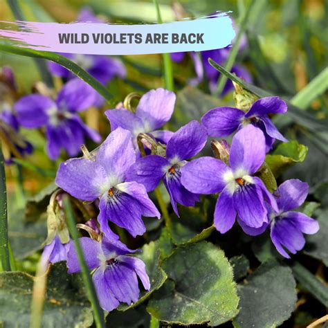 The Wild Violets are Back and Green Velvet is Here to Help