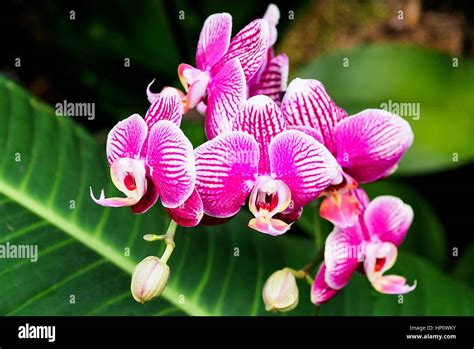 Orchids at Kew Gardens Stock Photo - Alamy