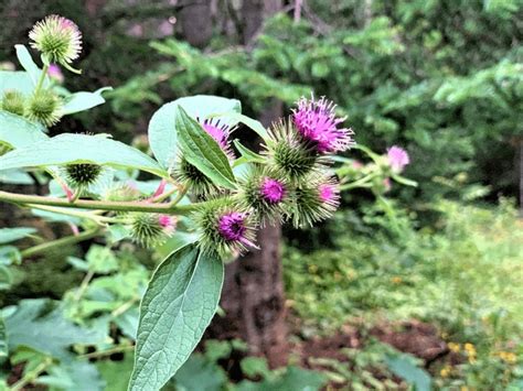 1+ Thousand Canada Thistle Flower Royalty-Free Images, Stock Photos & Pictures | Shutterstock