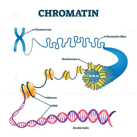 Nucleosome Structure Of Chromatin