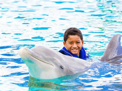 Dolphins and Whales | Sea Life Park Hawaii