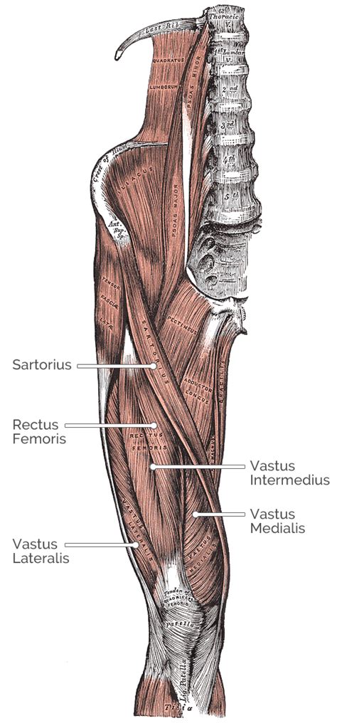 Knee Extension