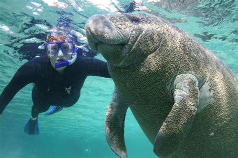 Snorkeling with the manatees: To touch or not to touch? - cleveland.com