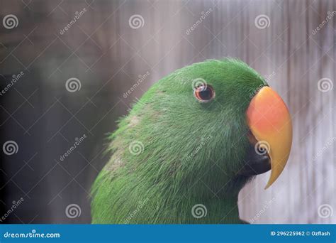 This is S a Close Up of an Electus Parrot Stock Photo - Image of colors, brown: 296225962