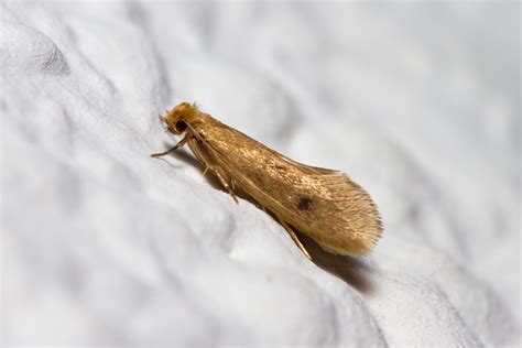 Moths 101: What They Are and How to Keep Them Away | Assured Environments