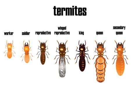 Termite Control - Coastal Pest Control of the Treasure Coast, Inc.