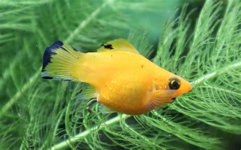 Yucatan Molly Fish - Care, Feeding, Breeding & Requirements - AquariumNexus