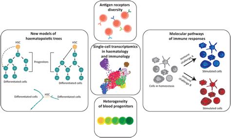 Applications of single-cell transcriptomics in haematology and ...