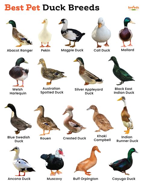 List of Best Pet Duck Breeds With Pictures