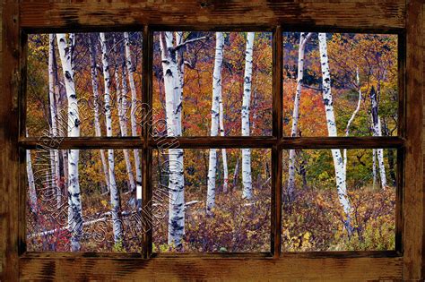 Birch Forest Window Peel and Stick Wall Mural |Mid-size Wall Murals ...