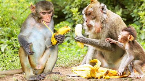 Cute Monkey eating Banana - Funny animals and Pets Compilation - YouTube