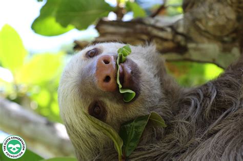 Threats to Sloths and their Jungle Home - The Sloth Conservation Foundation