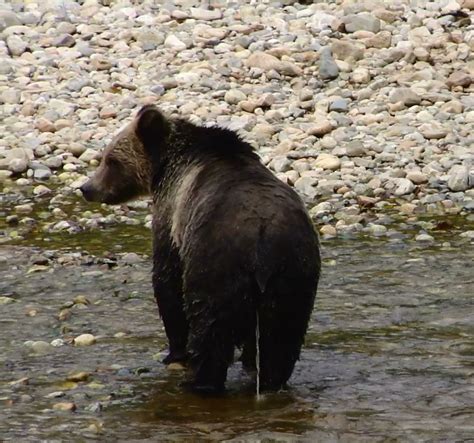 Guest question about grizzly bears | Grizzly Bear Tours & Whale ...