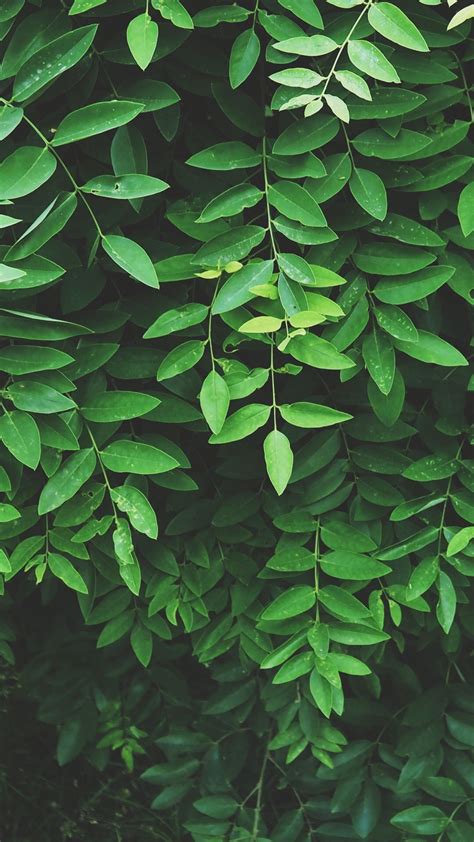 ¦ leaf wallpaper ¦ | Dark green aesthetic, Green aesthetic, Green wallpaper