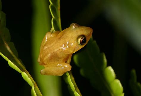 Chirps of Coqui Frogs May Be Getting Shorter and Higher Pitched As ...