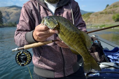 Salmon River Bass Fishing Guided Trips Riggins Idaho